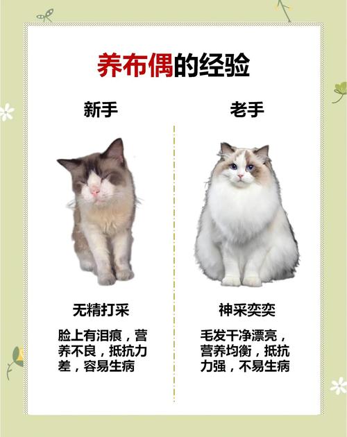 肉粮搭配保健康(布偶猫每天吃肉可以吗) 肉粮搭配保健康(布偶猫每天吃肉可以吗)