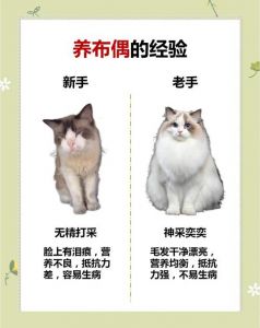 肉粮搭配保健康（布偶猫每天吃肉可以吗）