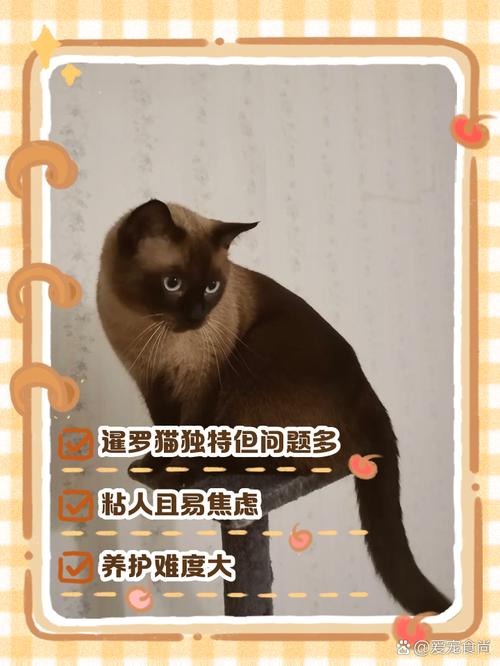 猫狗象征意义今何在?(为什么富人都不养猫) 猫狗象征意义今何在?(为什么富人都不养猫)