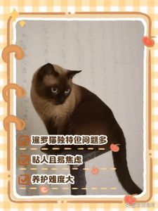 猫狗象征意义今何在？（为什么富人都不养猫）