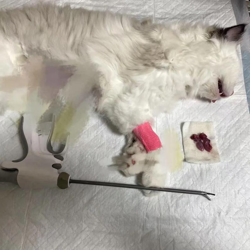 布偶猫绝育时机很重要(布偶母猫需要绝育吗) 布偶猫绝育时机很重要(布偶母猫需要绝育吗)