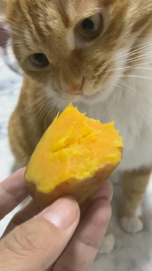地瓜能喂猫吗?煮熟适量是好零食(小猫吃地瓜好不好) 地瓜能喂猫吗?煮熟适量是好零食(小猫吃地瓜好不好)