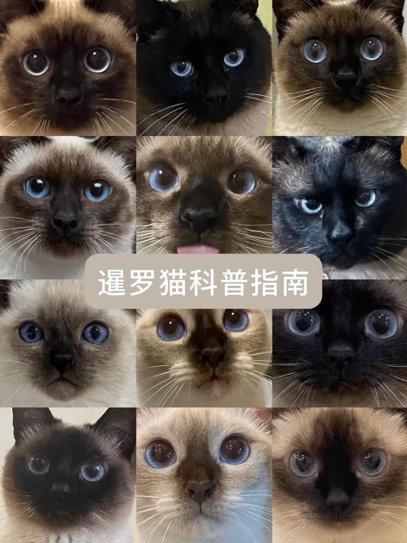 皇室珍宝,高颜值忠犬,现代家庭好伴侣(泰猫和暹罗猫的区别) 皇室珍宝,高颜值忠犬,现代家庭好伴侣(泰猫和暹罗猫的区别)