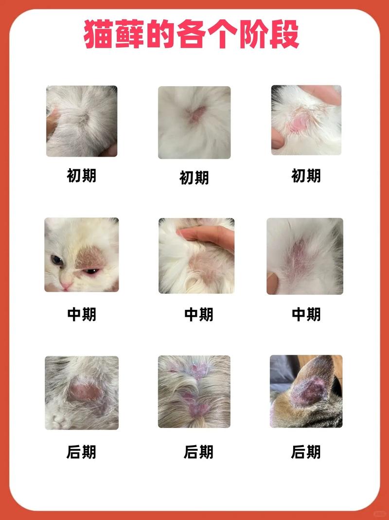猫咪长白毛?原因多,需注意健康(猫虚白了是不是老猫) 猫咪长白毛?原因多,需注意健康(猫虚白了是不是老猫)