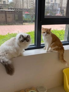 橘猫布偶性格不同需引导（橘猫会讨厌布偶猫吗）