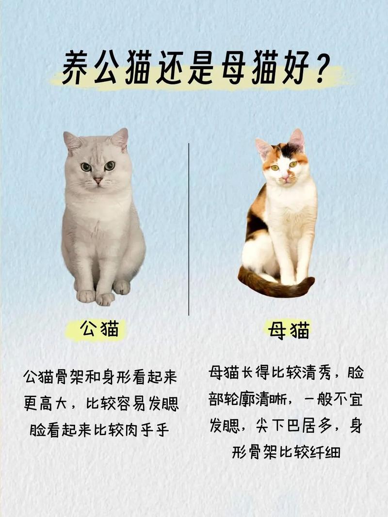 公大活泼母温顺,责任都得担!(布偶猫家养公猫还是母猫好) 公大活泼母温顺,责任都得担!(布偶猫家养公猫还是母猫好)