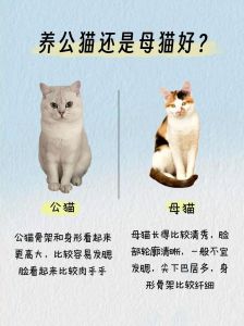 公大活泼母温顺，责任都得担！（布偶猫家养公猫还是母猫好）
