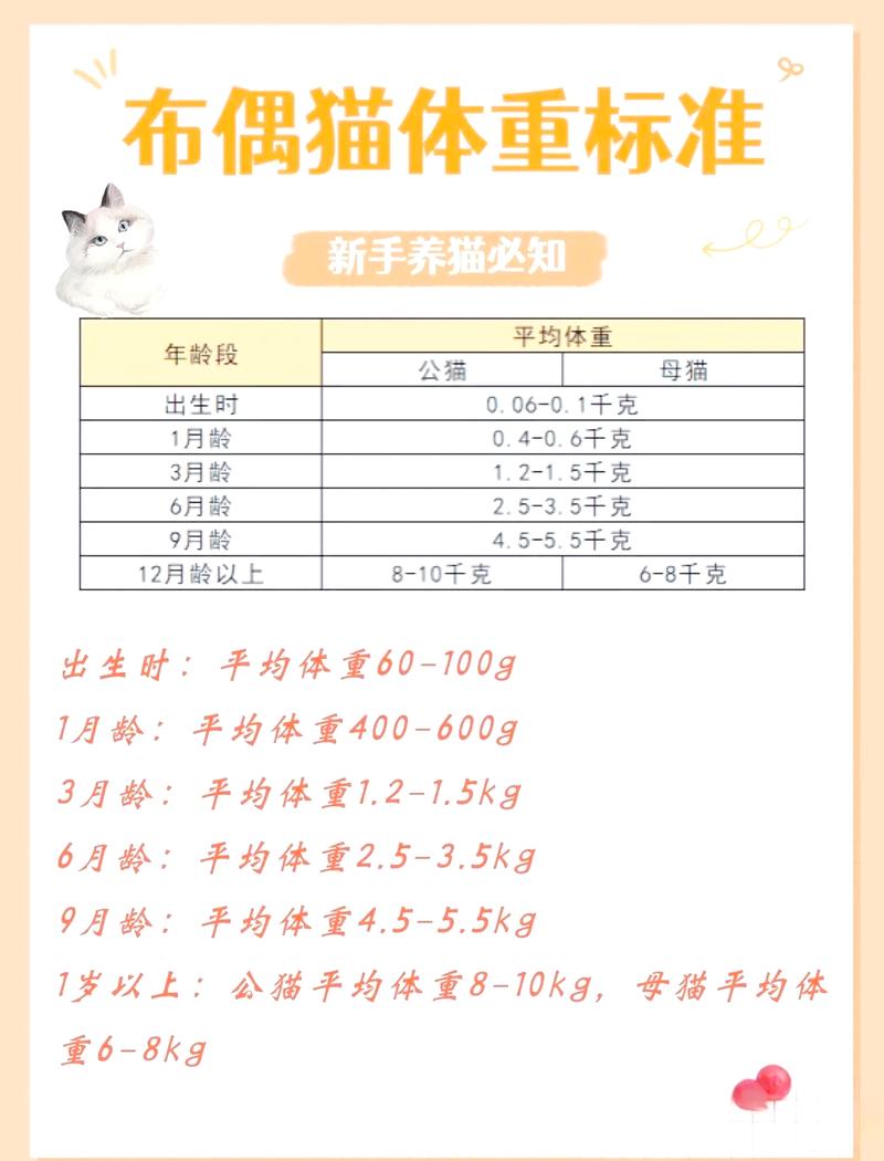 布偶猫体重变化及管理(布偶猫正常体重范围) 布偶猫体重变化及管理(布偶猫正常体重范围)
