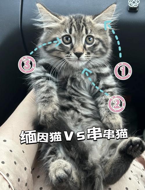 串串猫价格差异大,健康寿命长,选猫重健康!(串串猫值钱吗) 串串猫价格差异大,健康寿命长,选猫重健康!(串串猫值钱吗)