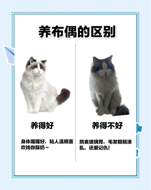 布偶幼猫慎饮银耳汤,辅助喂养需注意(两个月布偶猫咪能喝银耳汤吗) 布偶幼猫慎饮银耳汤,辅助喂养需注意(两个月布偶猫咪能喝银耳汤吗)