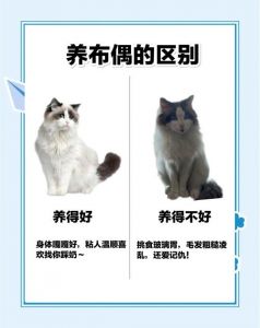 布偶幼猫慎饮银耳汤，辅助喂养需注意（两个月布偶猫咪能喝银耳汤吗）