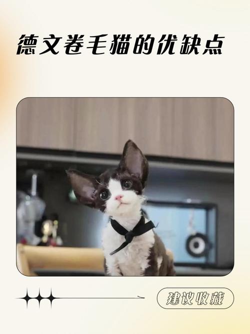 低敏卷毛,亲人活泼,怕冷需保暖(德文猫的优点与缺点) 低敏卷毛,亲人活泼,怕冷需保暖(德文猫的优点与缺点)