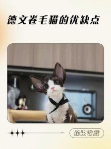 低敏卷毛，亲人活泼，怕冷需保暖（德文猫的优点与缺点）