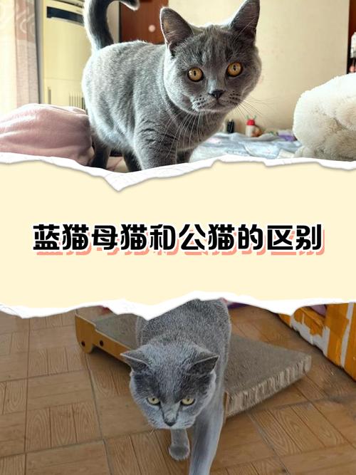 温顺黏人布偶,优雅安静波斯,沉稳独立蓝猫(布偶和波斯和蓝猫哪个脾气差) 温顺黏人布偶,优雅安静波斯,沉稳独立蓝猫(布偶和波斯和蓝猫哪个脾气差)