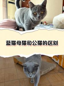 温顺黏人布偶，优雅安静波斯，沉稳独立蓝猫（布偶和波斯和蓝猫哪个脾气差）