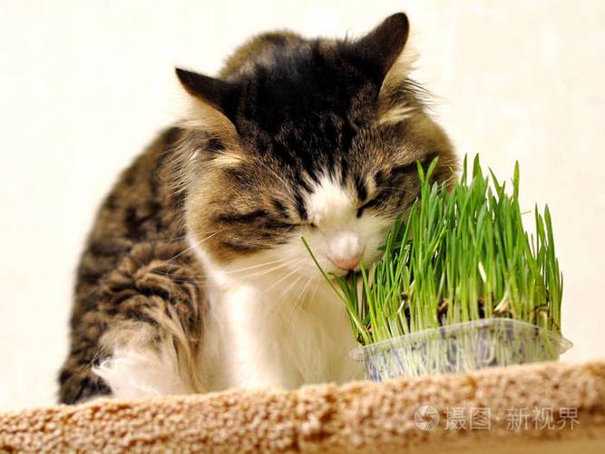 烤红薯香,猫咪也想尝尝,但要注意喂食方法和量哦!(库里猫可以吃番薯吗) 烤红薯香,猫咪也想尝尝,但要注意喂食方法和量哦!(库里猫可以吃番薯吗)