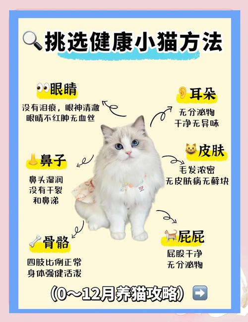 绝育后多久喂食？个体差异注意伤口恢复（猫绝育多久可以喂食）