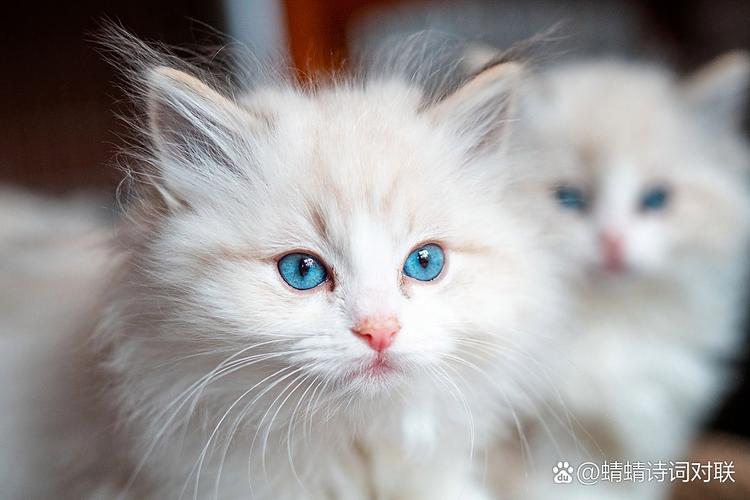 智商超乎想象,生活需细心照顾(聪明布偶猫的智商表现) 智商超乎想象,生活需细心照顾(聪明布偶猫的智商表现)