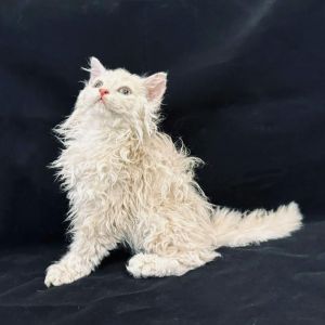 憨态可掬塞尔凯克卷毛猫，温顺天使家庭好宠（塞尔凯克卷毛猫优缺点）