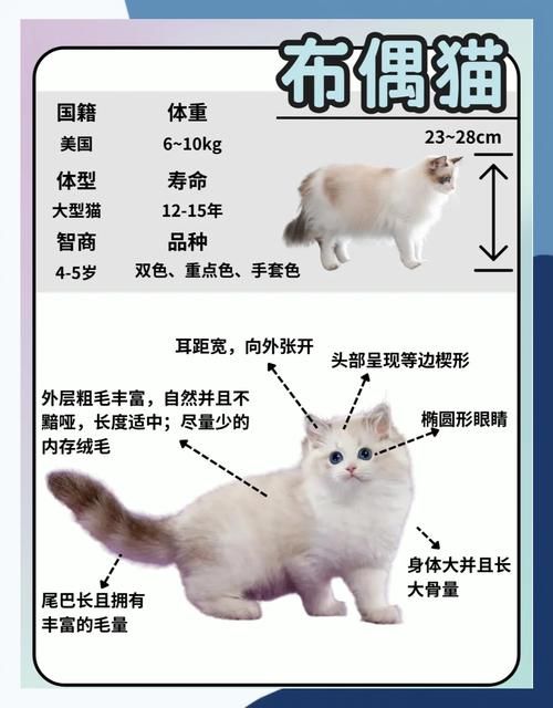 大长毛蓝眼,对称饱满,性格温顺粘人(挑选布偶猫主要看什么) 大长毛蓝眼,对称饱满,性格温顺粘人(挑选布偶猫主要看什么)