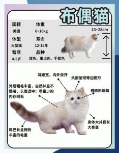 大长毛蓝眼，对称饱满，性格温顺粘人（挑选布偶猫主要看什么）