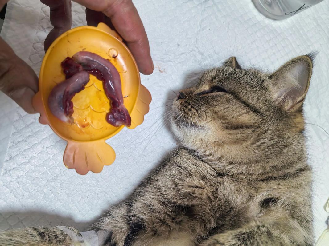 绝育后猫咪行为变化及应对(猫知道自己被绝育了吗) 绝育后猫咪行为变化及应对(猫知道自己被绝育了吗)