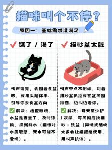 猫咪春秋发情怎么办？（猫到什么季节开始叫）