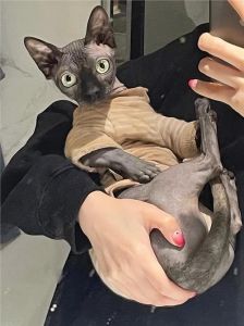 优点缺点全知道（无毛猫为什么不建议养）