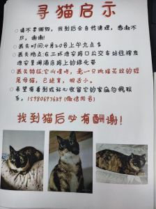 夜间猫活跃，凌晨安静易寻，清晨可能外出（猫丢了晚上几点最容易找到）