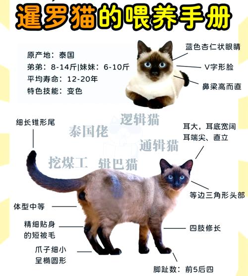 暹罗猫寿命长又亲人,需多陪伴勤梳毛(暹罗猫寿命一般多少年) 暹罗猫寿命长又亲人,需多陪伴勤梳毛(暹罗猫寿命一般多少年)