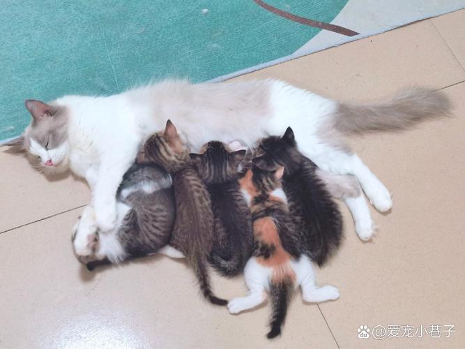 猫咪战斗力不靠外表，性格决定战力（橘猫和布偶猫哪个打架厉害）