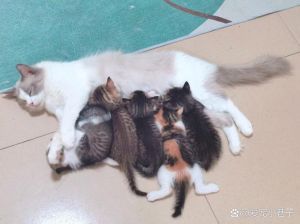 猫咪战斗力不靠外表，性格决定战力（橘猫和布偶猫哪个打架厉害）