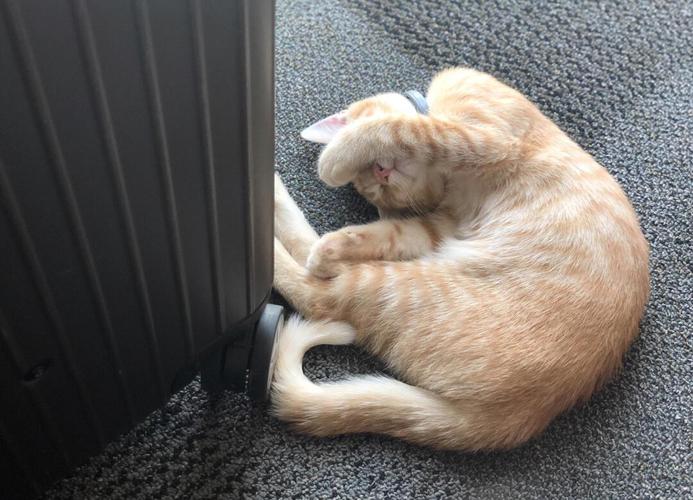 性格黏人易贪吃,混血繁殖需谨慎(橘猫和布偶猫杂交品种) 性格黏人易贪吃,混血繁殖需谨慎(橘猫和布偶猫杂交品种)