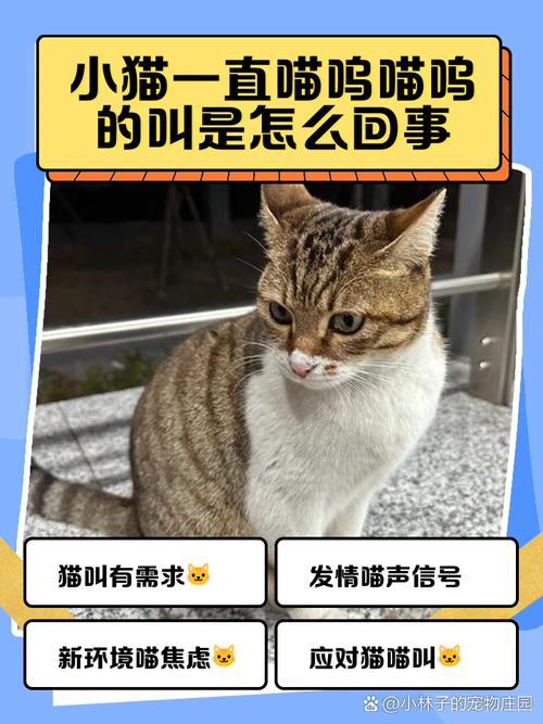 猫咪夜叫怎么办?(猫晚上叫需要回应) 猫咪夜叫怎么办?(猫晚上叫需要回应)