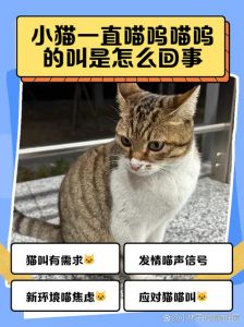 猫咪夜叫怎么办？（猫晚上叫需要回应）