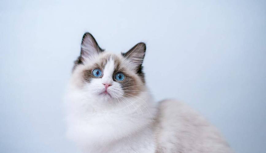 布偶猫几个月首次发情?(布偶母猫几个月发情) 布偶猫几个月首次发情?(布偶母猫几个月发情)