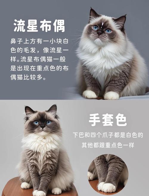 布偶猫毛色会变深,从小变到老(布偶猫颜色会变深吗) 布偶猫毛色会变深,从小变到老(布偶猫颜色会变深吗)
