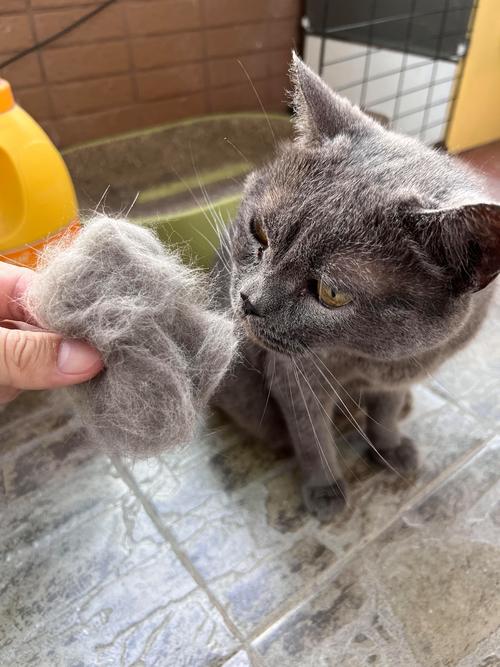 蓝猫掉毛多?季节性掉毛怎么办?(家里的蓝猫掉毛吗) 蓝猫掉毛多?季节性掉毛怎么办?(家里的蓝猫掉毛吗)