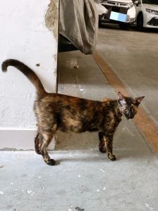 招财多米大宝福星（正月二十三出生的玳瑁猫起名）