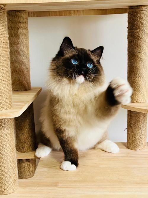手套色布偶猫价格亲民，可选健康渠道购买（手套色布偶猫为什么便宜）