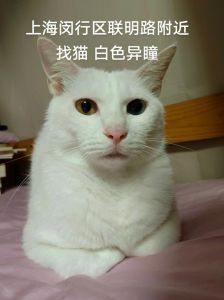 异瞳猫健康风险多，需细心照顾（异瞳猫有什么缺点）