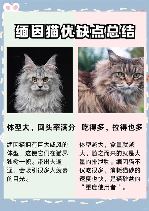 异国短毛猫布偶猫和奶牛猫(公认最难养的三种猫) 异国短毛猫布偶猫和奶牛猫(公认最难养的三种猫)