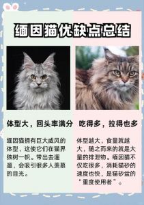 异国短毛猫布偶猫和奶牛猫（公认最难养的三种猫）