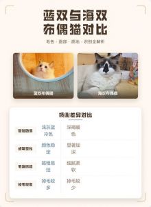 看毛色眼色，性格不一样（布偶猫蓝双海双怎么区分）