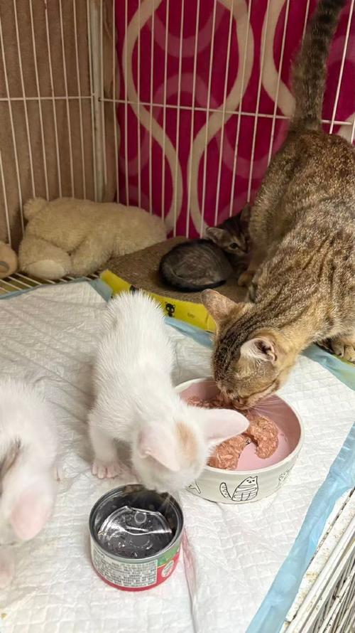 巧克力对猫有毒,勿喂,小心中毒(猫吃了巧克力会怎么样) 巧克力对猫有毒,勿喂,小心中毒(猫吃了巧克力会怎么样)