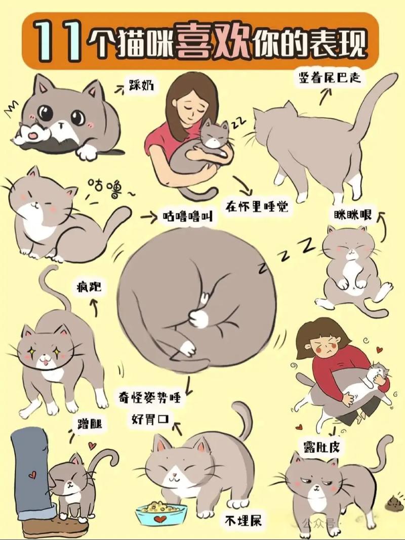 蓝猫黏人爱互动,守护主人显深情(蓝猫喜欢主人的表现) 蓝猫黏人爱互动,守护主人显深情(蓝猫喜欢主人的表现)
