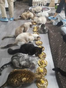 猫咖桌游，放松身心（吾皇小寨·猫咪咖啡桌游猫舍怎么样）