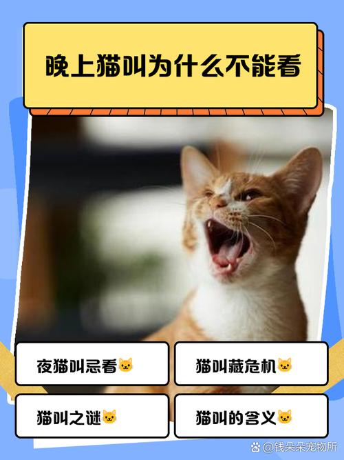 猫叫莫去理，安全第一！（为什么晚上猫叫别理）