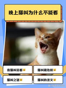 猫叫莫去理，安全第一！（为什么晚上猫叫别理）