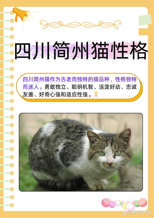 四川古老捕鼠猫,多色眼迷人(简州猫眼睛什么颜色) 四川古老捕鼠猫,多色眼迷人(简州猫眼睛什么颜色)